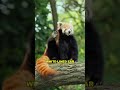Red Panda | The Cutest Animal On Earth