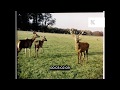 Deer Park Horse Riding 1950s UK Countryside From 35mm