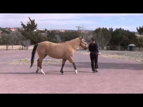 Assess Lameness at the Walk