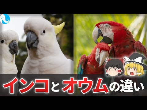 IUCN分類における絶滅の危険性を示す図。