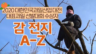 [감 이야기] 양재갑 Chapter1 감나무 전지(전정, 가지치기) 방법부터 감을 많이 따는 방법까지! 각종…