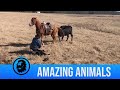 Horse Protects Rancher From Cows As He Tags Calves