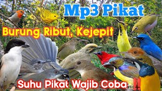 Download lagu Suara Pikat Ribut, Kejepit Ampuh |cocok untuk semua jenis burung mp3 Download lagu Suara Pikat Ribut, Kejepit Ampuh |cocok untuk semua jenis burung mp3