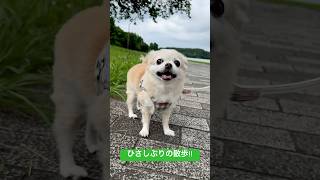 チワワの笑顔？それとも...。#youtubeshorts #ちわわ大好き #愛犬と旅行