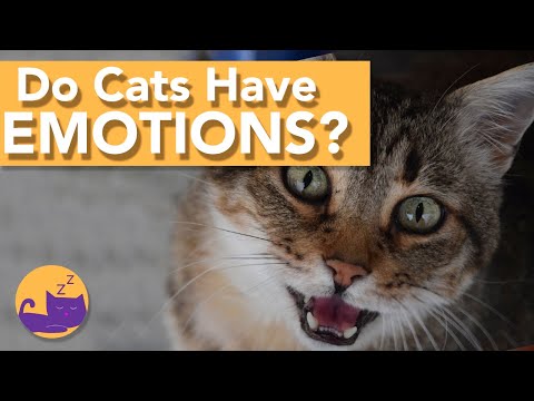 Do Cats Have Emotions? How Cats Express Themselves!