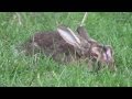 About Rabbit Myxomatosis