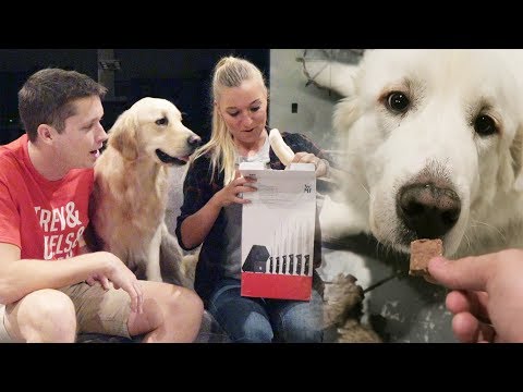 MASSIVE FAN MAIL OPENING + TRYING KANGAROO TREATS! (Super Cooper Sunday #122)