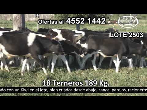 Lote 18 Terneros 17 HO y 1 Kiwi. 189kg -  en Colonia Fernandez Crespo - a 12 km de R 1 km 85