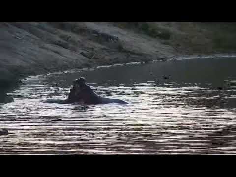 Djuma: Hippo youngsters playing - 06:11 - 04/28/2023