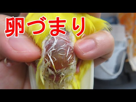鶏の病気とその症状 - 鳥インフルエンザまたは鳥インフルエンザ