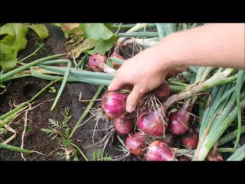 Dwa sposoby Uprawy Cebuli - Porównanie Zbiorów