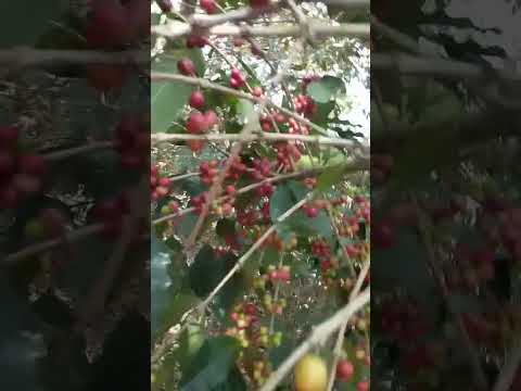 bendiciones desde santa María Ixhuatán Santa Rosa Guatemala