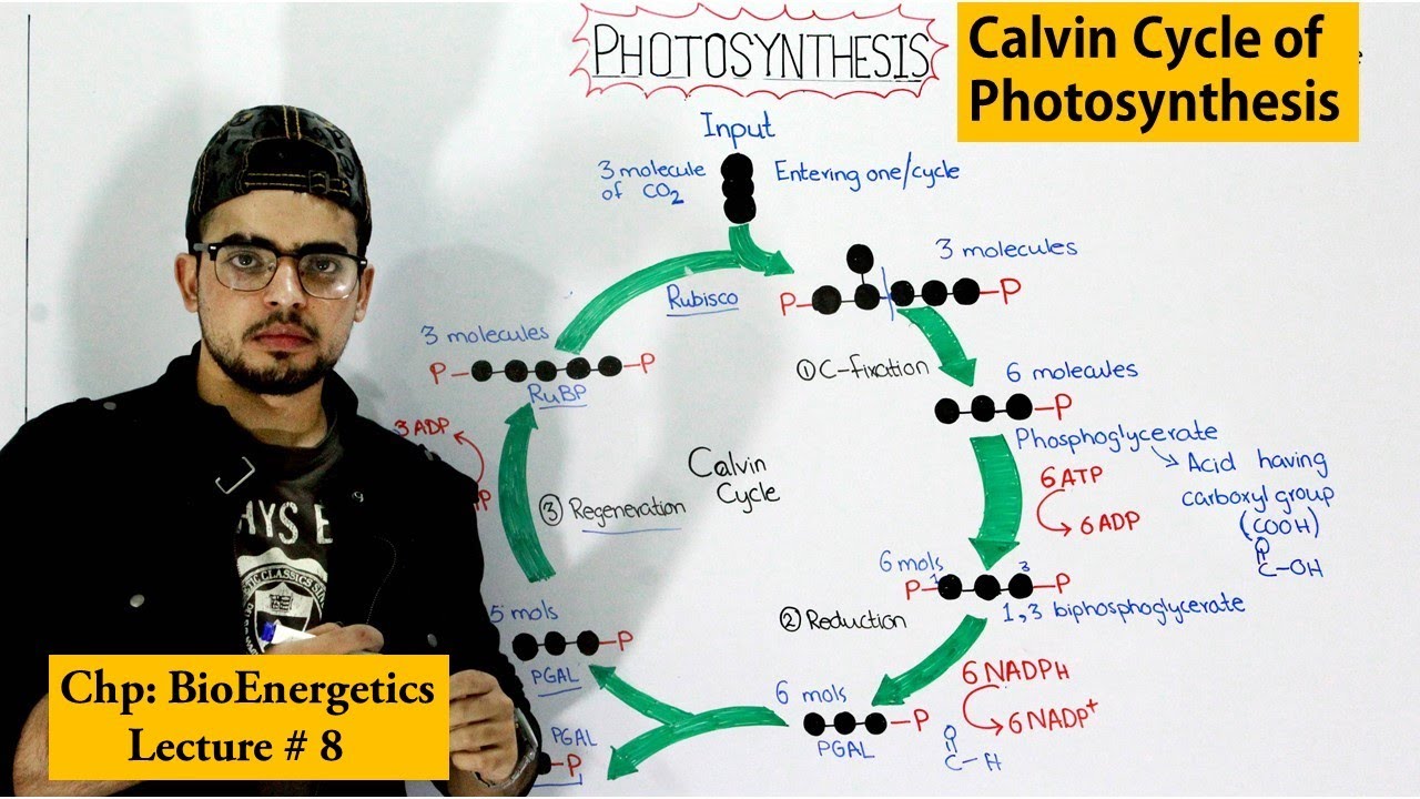 Dark reaction of Photosynthesis
