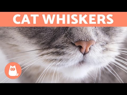 Why do CATS have WHISKERS? - What are They For?
