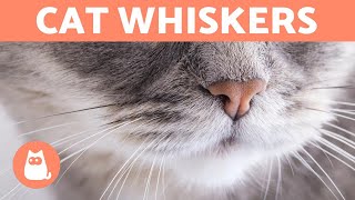 Why do CATS have WHISKERS - What are They For