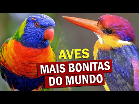 AVES MAIS BONITAS DO MUNDO - Pássaros mais coloridos do planeta e outras RARIDADES