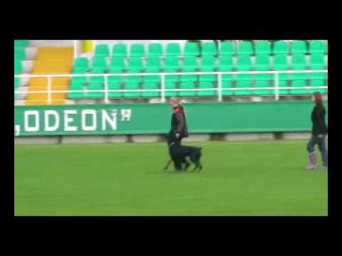 Obedience training 13 September 2009