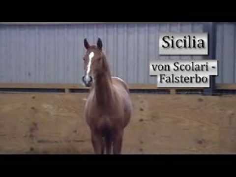 Sicilia von Scolari - Falsterbo