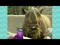 Baby Genius Counting Songs Plus Lots More Nursery Rhymes 60 Minutes Compilation