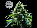 10 Oh No ft  Kan Kick   Take Another Blunted Conversations