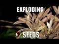 Exploding seed pods. - Biodiversity Shorts #7