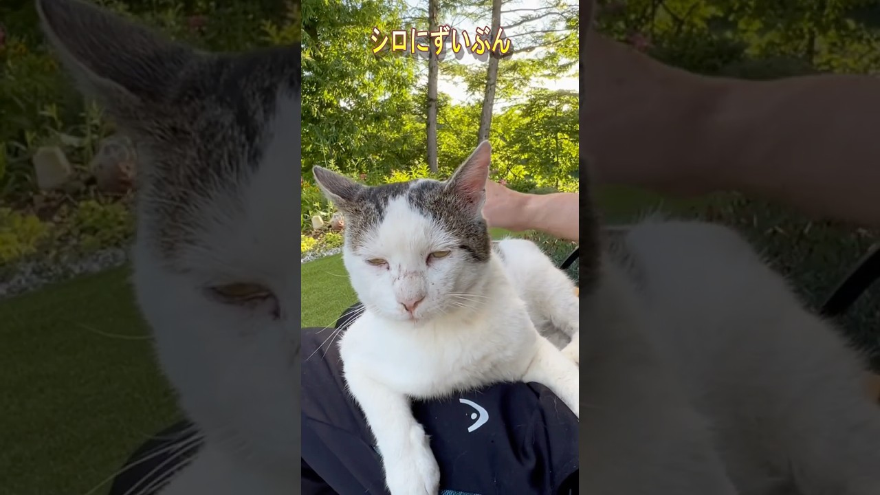 【誕生日の記憶】シロと実家の庭のベンチで過ごした静かなひととき【オリジナルBGM】