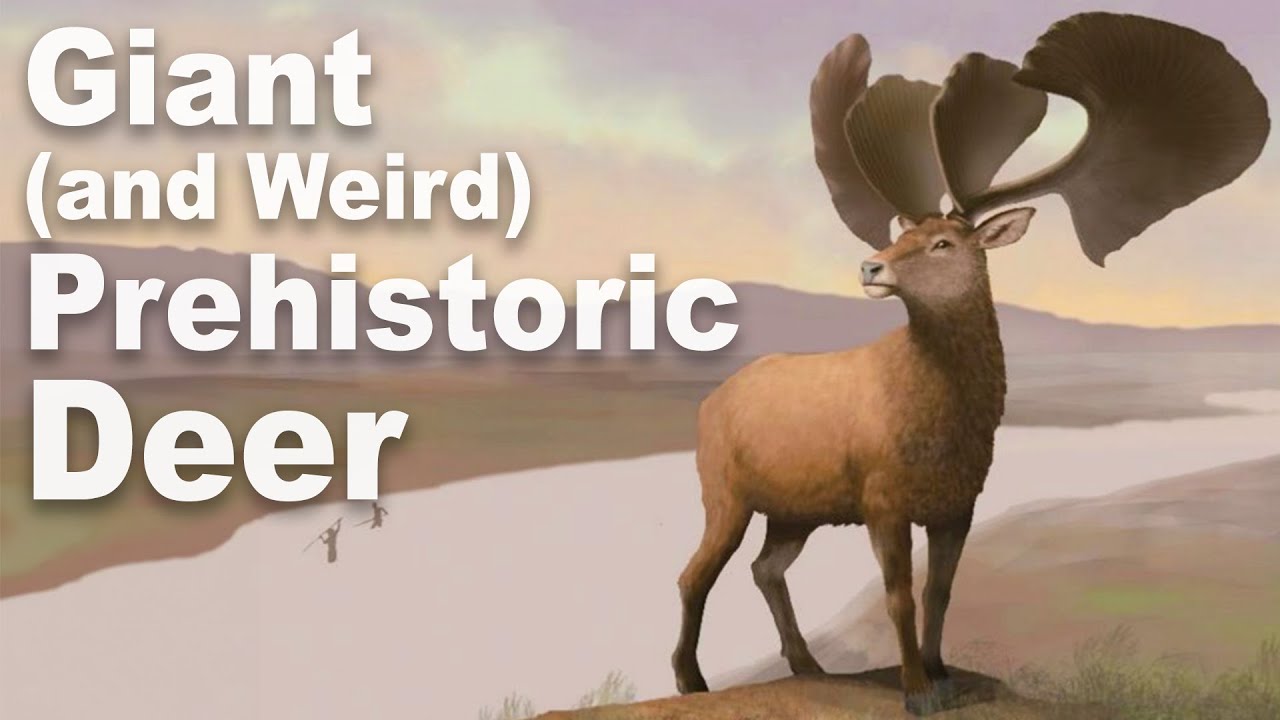 Every Time Giant Deer Have Evolved