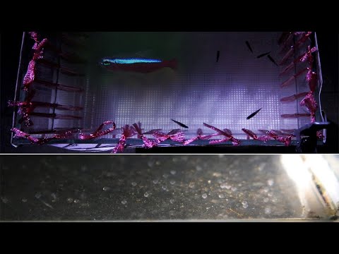 How to Breed Cardinal Tetras Using a Breeding Box