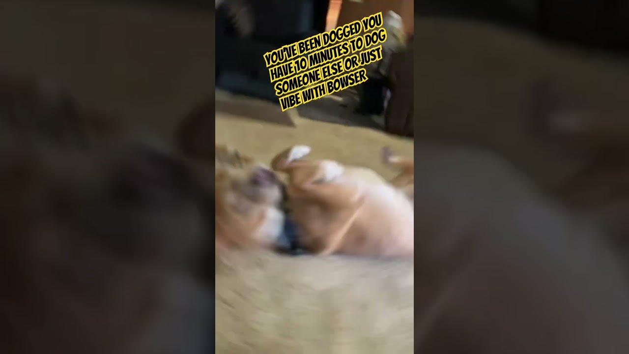 You’ve been dog #memes #funny #cute #pets ￼#cutedog #dog #dogs#dogged