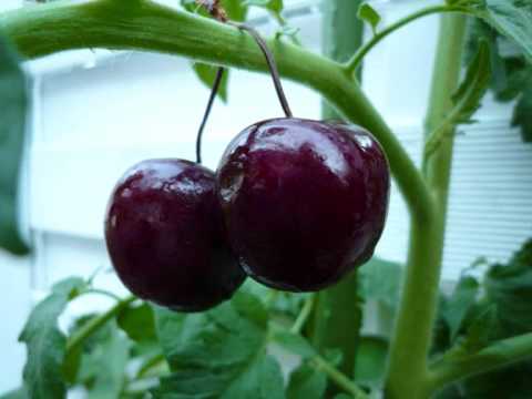 Mauro Mondello Feat Cher Ginger - Lovin You (Mattias & G80s Radio Edit)