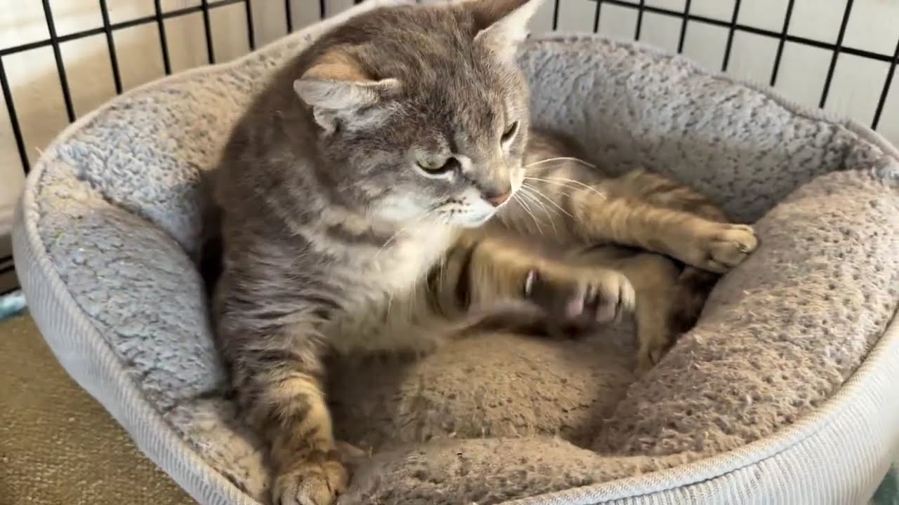Cinder, an adopted Domestic Short Hair in Tillamook, OR video 3/6