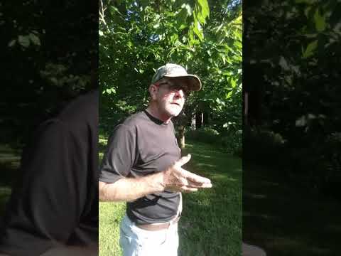 download lagu mp3 mp4 Chinese Chestnut Vs American Chestnut, download lagu Chinese Chestnut Vs American Chestnut gratis, unduh video klip Chinese Chestnut Vs American Chestnut