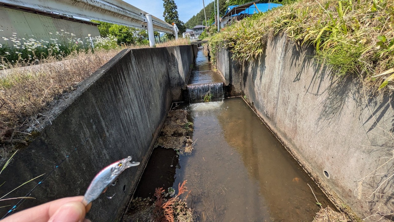 用水路の行き止まりにまさかのぬしがいた！！！