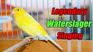 Download lagu Legendary Waterslager Canary Singing For Training - وتر سلاجر mp3