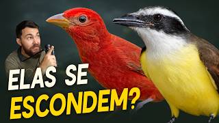 ONDE as AVES vão quando CHOVE FORTE? #OrnitólogoResponde