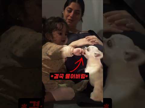 어린 딸이 치와와랑 친해지는 과정