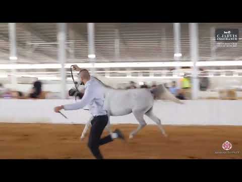 N.242 SWETE MARC KA - The Arabian Horse Galilee Show 2023 - Mares 4 Years Old A (Class 27)