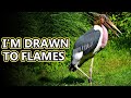 Marabou Stork Facts They Chase Fire Animal Fact Files