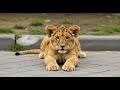 Yeh Sher Ka Bacha Kahan Se Aaya Cute Lion Cub Viral Video