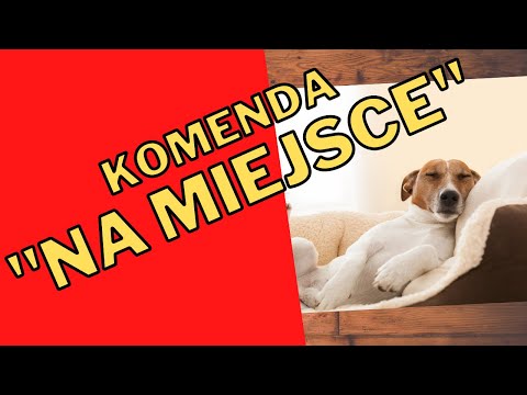 Jak nauczyć psa komendy "Na miejsce!"?