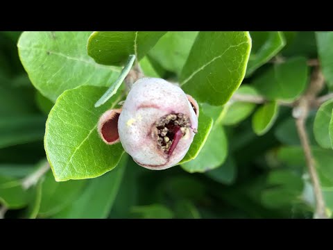 Pineapple guavas, why you should get named varieties, unnamed seedlings can have genetic flaws