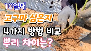 고구마 심은것 10일째 4가지 방법 뿌리 활착 비교  최고 좋은 방법 결과는 ?