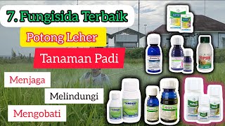 Download lagu 7 Fungisida Terbaik Untuk Potong Leher Tanaman Padi,,,Jamur Kabur Tanaman Padi Sehat Dan Subur. mp3 Download lagu 7 Fungisida Terbaik Untuk Potong Leher Tanaman Padi,,,Jamur Kabur Tanaman Padi Sehat Dan Subur. mp3