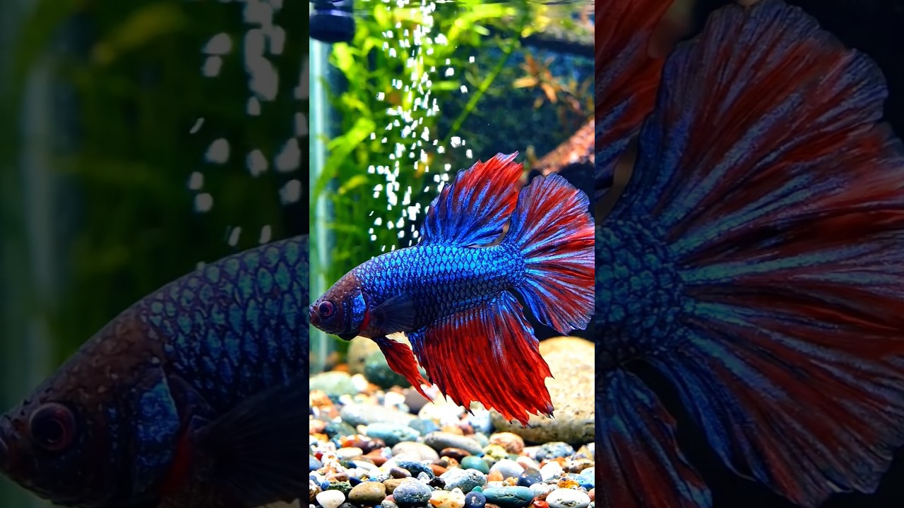 Half Moon Betta Fish #betta #aquaticpets
