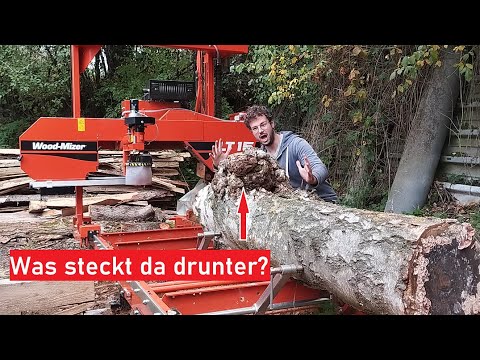 Wie sieht eine dicke Birken-Maserknolle aus? Einfach Irre! Maserknolle auf dem Sägewerk!