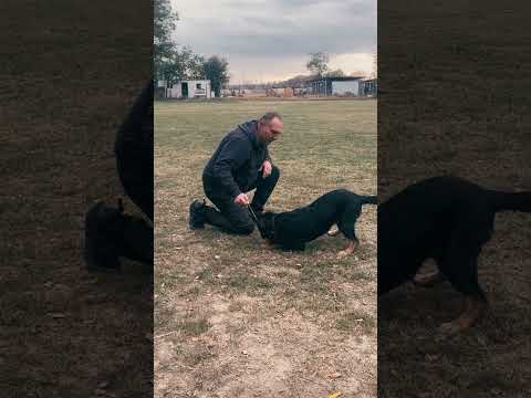 German Shepherd Dog puppy for sale
