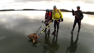 animale mistret pe un lac inghetat