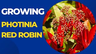 Growing Photinia Red Robin: Tips for a Colorful Garden