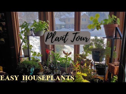 Indoor Plant Tour: 12 EASY Houseplants for Beginners | You Can’t Kill These! 😲🍃
