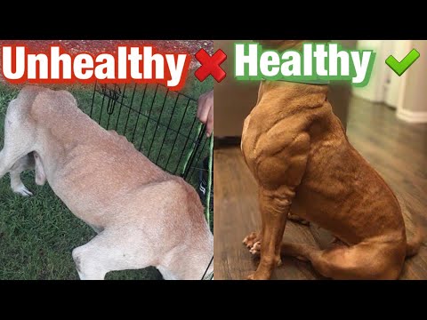 download lagu mp3 mp4 Lean Dog Food, download lagu Lean Dog Food gratis, unduh video klip Lean Dog Food